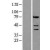 Western Blot: Caspase 4 Lysate [NBL1-08712] - Western Blot experiments.  Left-Control; Right -Over-expression Lysate for CASP4.